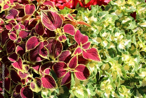 red and yellow flowers