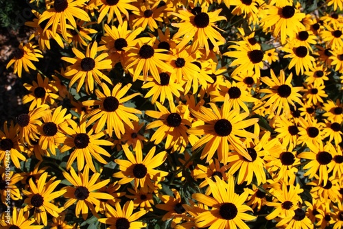 yellow flower background