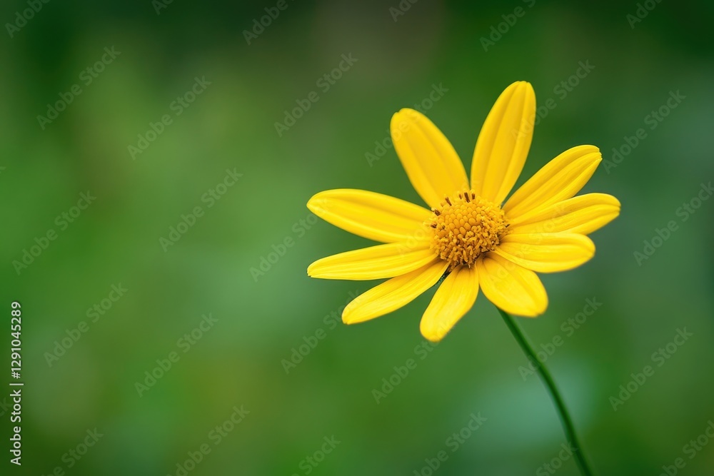 Close-up shot of a bright yellow flower growing on its stem Close-up shot of a bright yellow flower growing on its stem