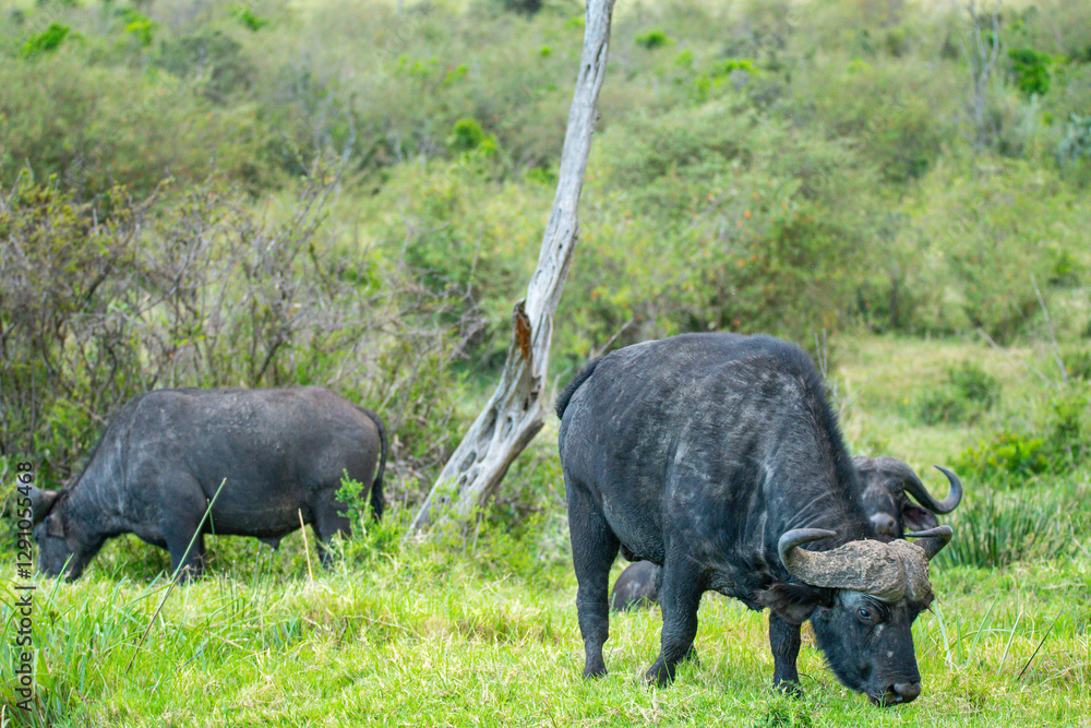 African buffalo grazing on green savannah grass African buffalo grazing on green savannah grass