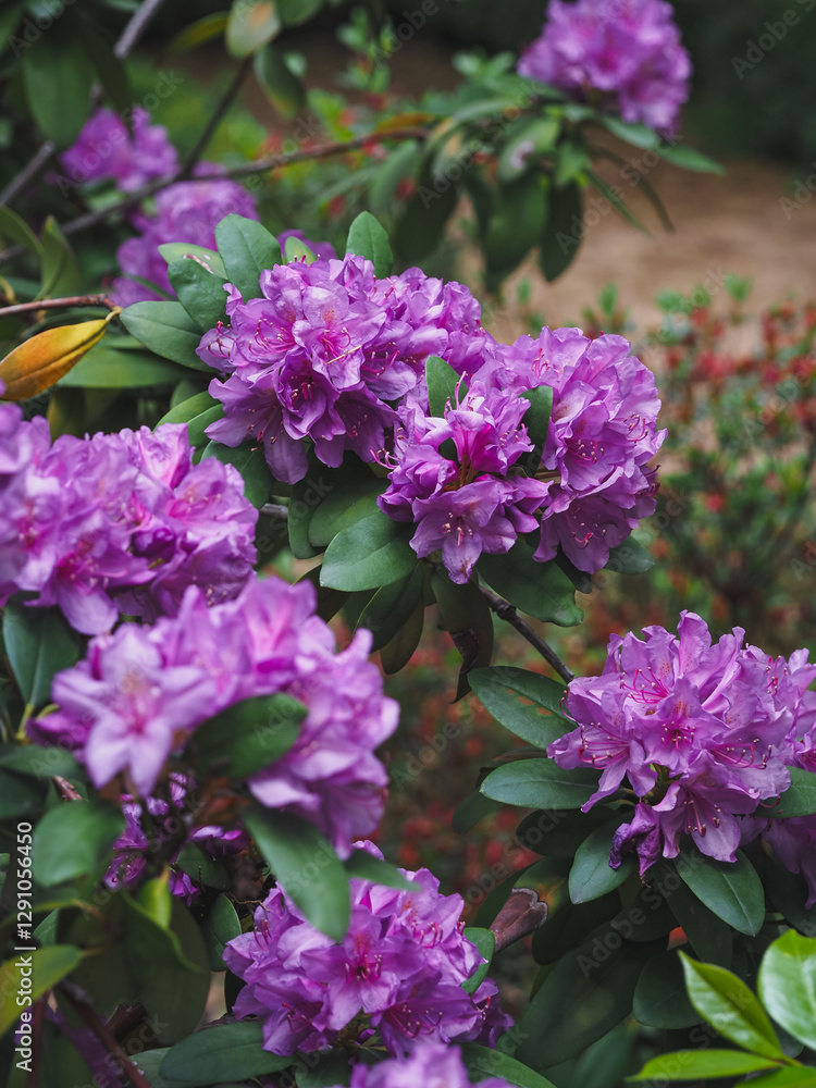 Fototapeta premium Beautiful rhododendron blooms in spring, Madrid 