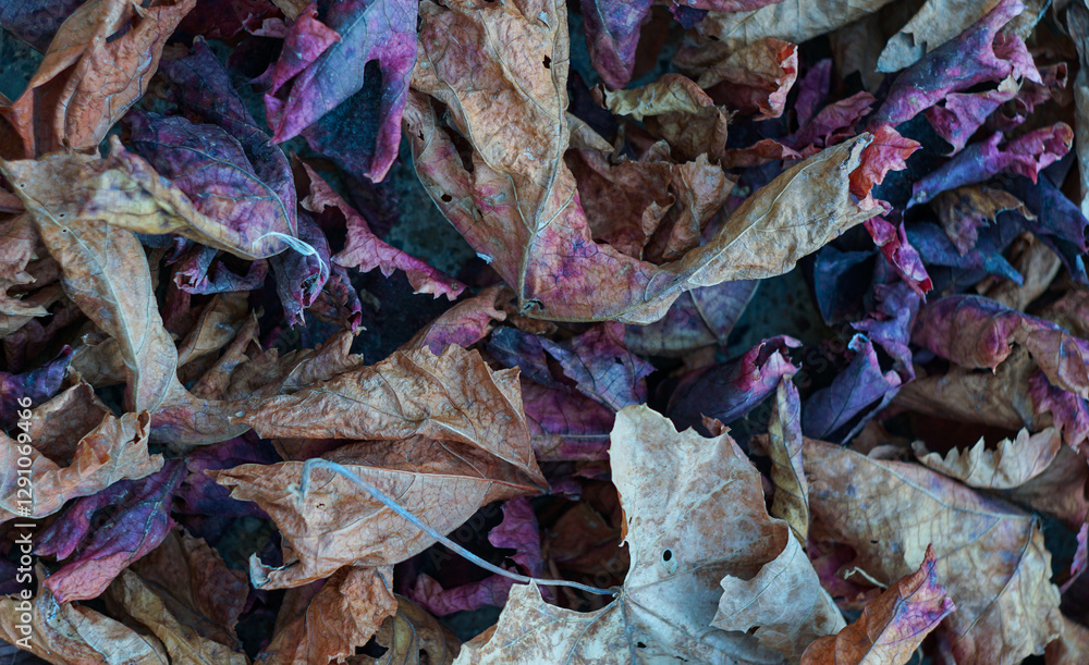 The grape leaves have turned yellow and red. The grape leaves have turned yellow and red.
