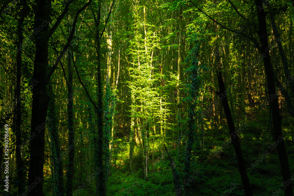 A tree in the forest illuminated by sunlight. Carbon neutrality concept