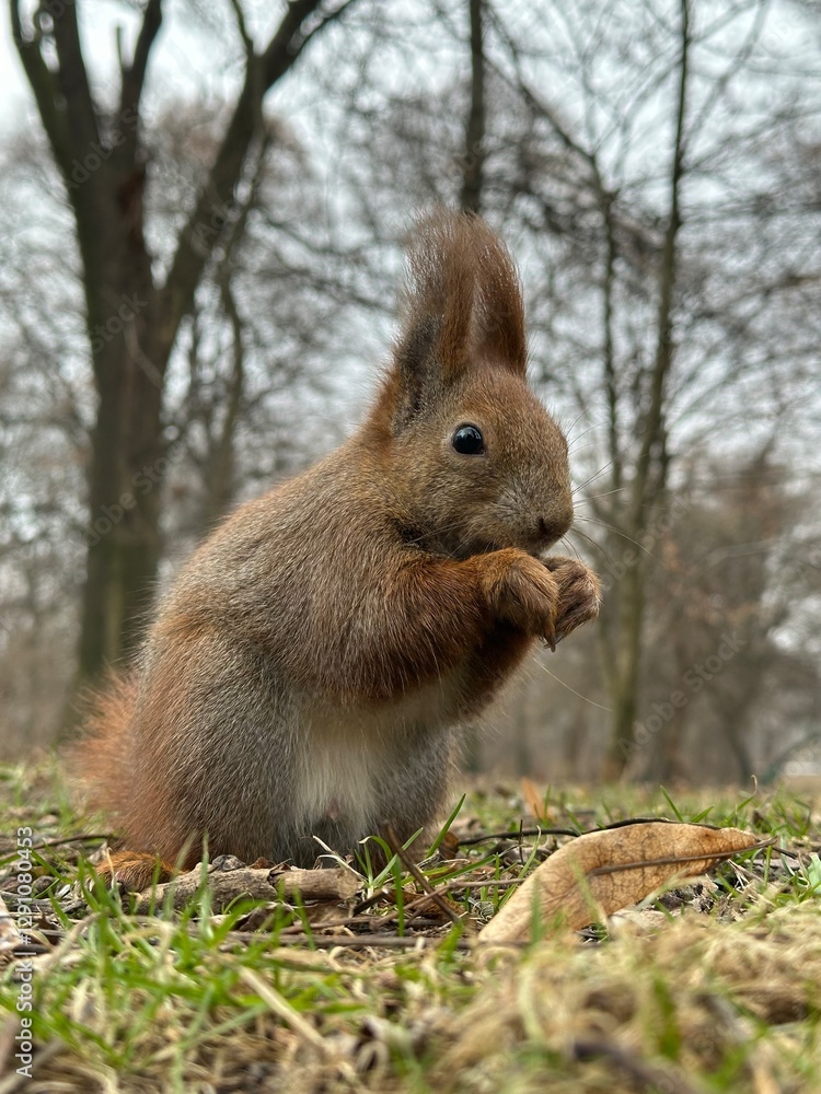 wiewiórka, zwierzak, gryzonie, ssak, charakter, dzika natura, czerwień, bystra, dzika, futro, ogon, jedzenie, bory, zwierzak, drzew, tamias, braun, nakrętka, park, mechaty, zima, śnieg wiewiórka, zwierzak, gryzonie, ssak, charakter, dzika natura, czerwień, bystra, dzika, futro, ogon, jedzenie, bory, zwierzak, drzew, tamias, braun, nakrętka, park, mechaty, zima, śnieg