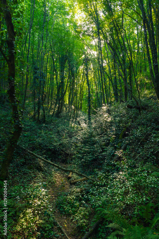 Fototapeta premium Dense forest view at daytime. Carbon neutrality or carbon net zero concept
