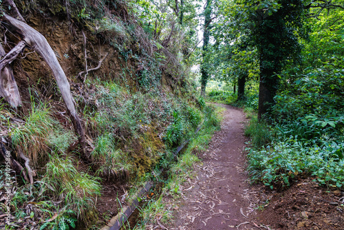Obraz na płótnie Footpath along irrigation channel called levada in Camacha city on Madeira Island, Portugal w salonie
