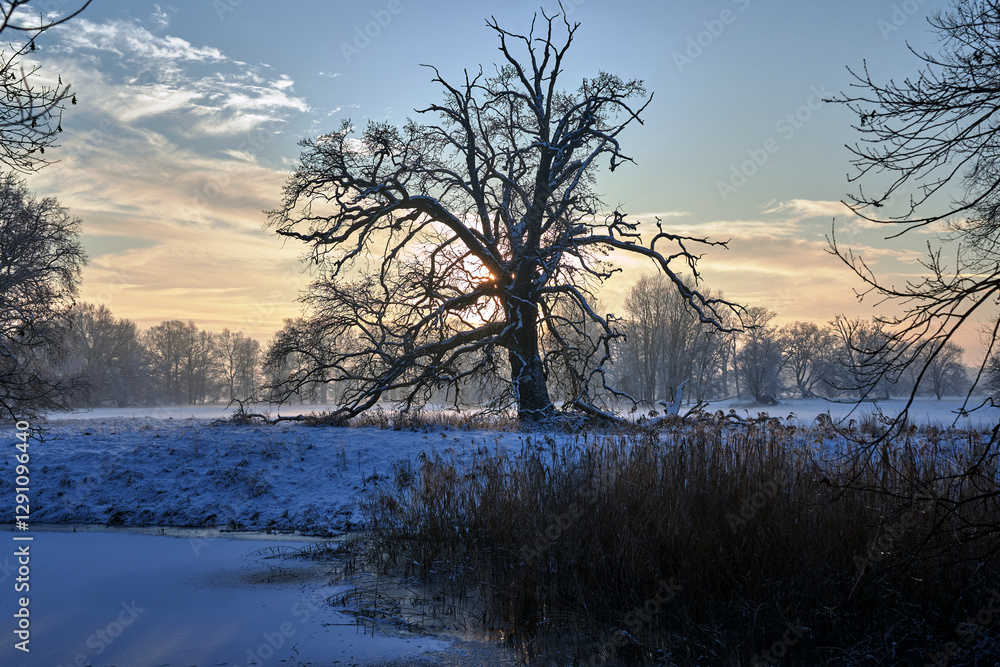 frozen pond and snow-covered bushes and trees in the forest in the evening frozen pond and snow-covered bushes and trees in the forest in the evening