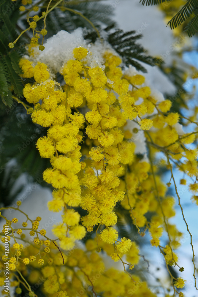 Mimosa in the snow. Yellow flowers in the snow.