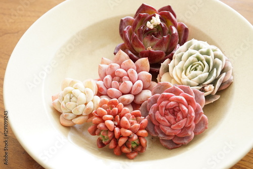 Plakat w ramie 多肉植物のカット苗
