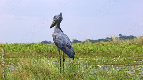 Shoebill (Balaeniceps rex) in Mabamba swamp, near the water.