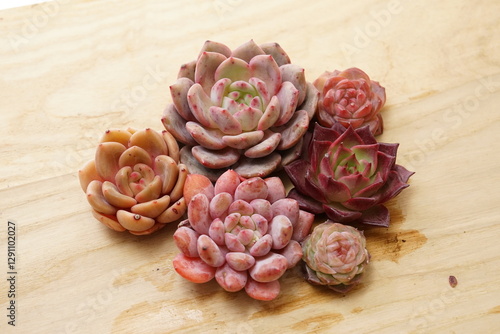 Tapety artystyczne 多肉植物のカット苗