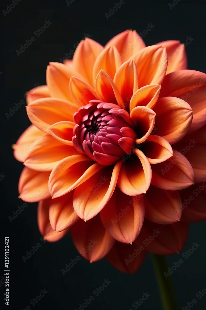 Close-up of a dahlia flower with rich autumn hues and intricate petals, autumn, dahlia Close-up of a dahlia flower with rich autumn hues and intricate petals, autumn, dahlia