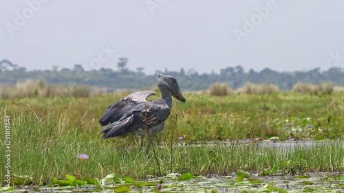 Shoebill (Balaeniceps rex) search for food in Mabamba swamp