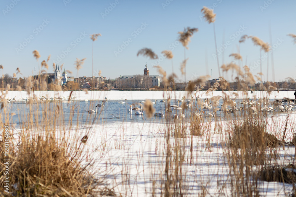 Winter landscape with swans on a partially frozen lake, dry reeds in the foreground, and a clear blue sky. A serene and natural scene, perfect for wildlife and nature themes.
Winter landscape with swans on a partially frozen lake, dry reeds in the foreground, and a clear blue sky. A serene and natural scene, perfect for wildlife and nature themes.
