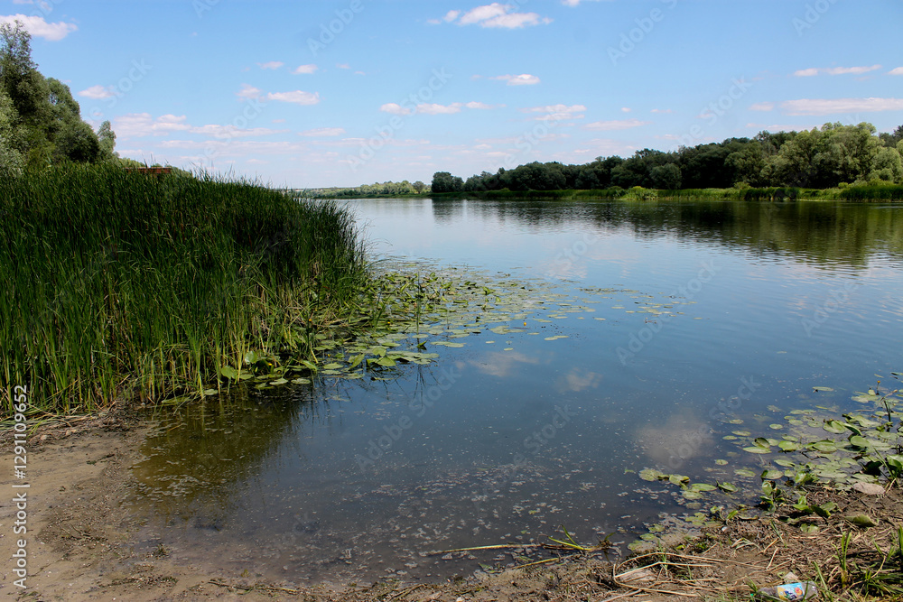 The river Don. Water surface with reeds. The river Don. Water surface with reeds.