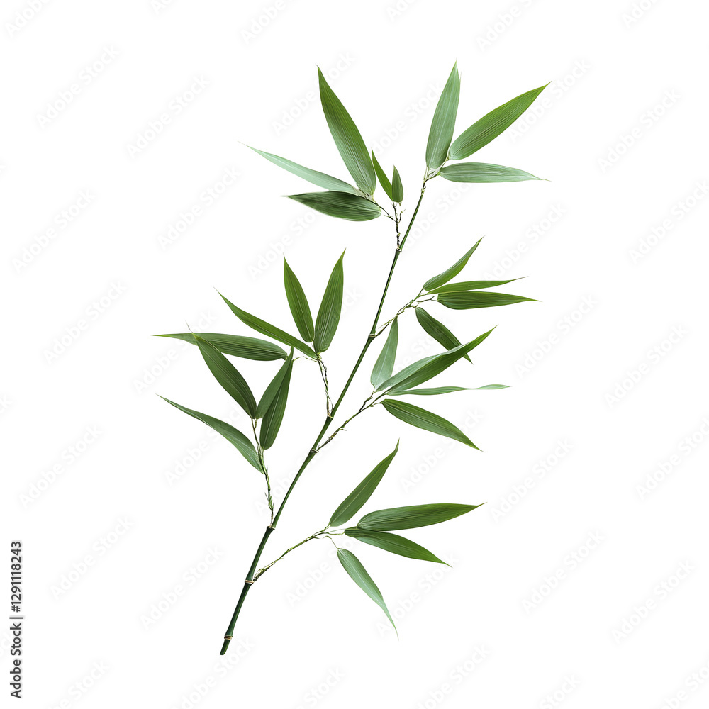 Obraz premium A single bamboo leaf on a transparent background showcasing its natural beauty and delicate structure, bamboo leaf on transparent backgroundfile