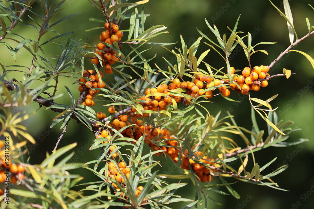Sea buckthorn branch with ripe orange berries and green leaves in garden Sea buckthorn branch with ripe orange berries and green leaves in garden