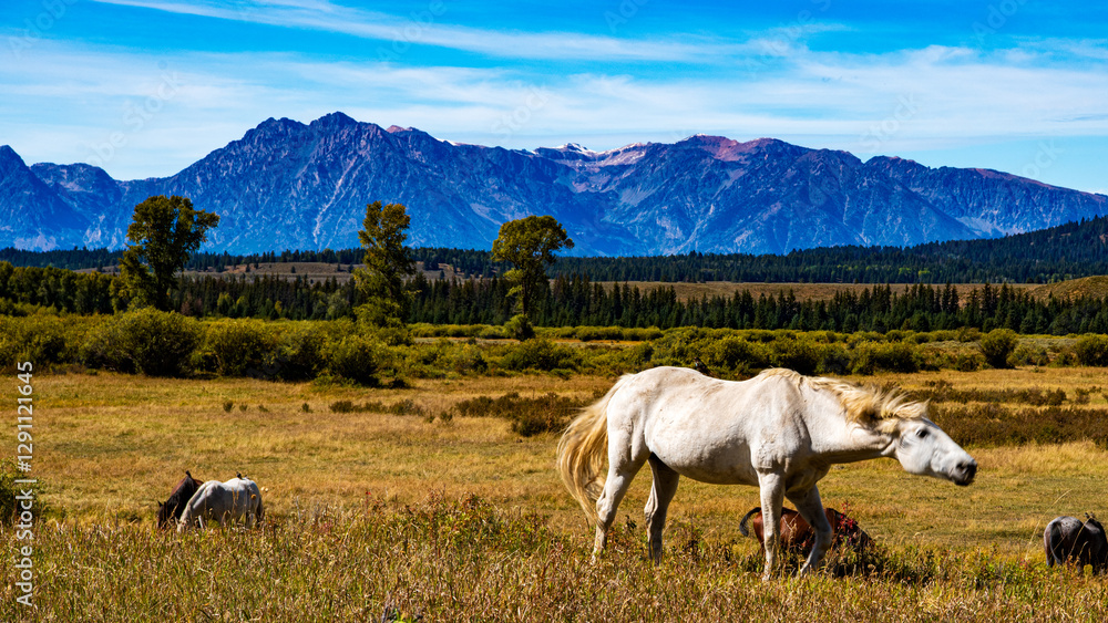 Obraz premium Panorama im Grand Teton Nationalpark