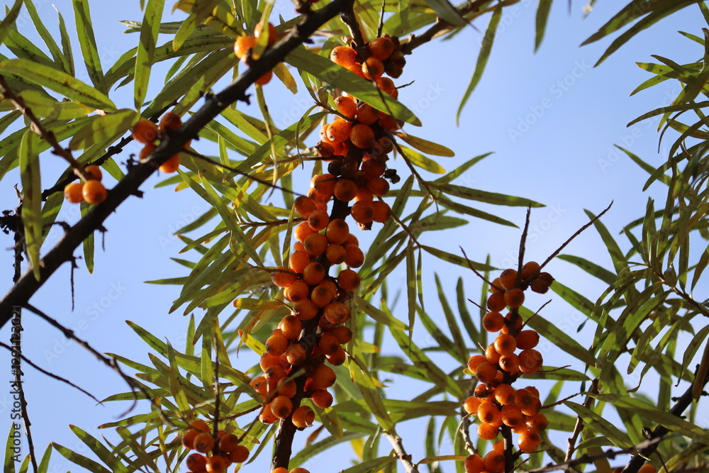 Φωτογραφία Sea buckthorn branch with ripe orange berries and green leaves in garden