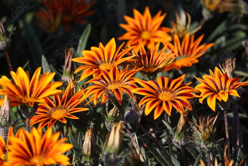 Quadro su tela Bright orange flowers of hybrid gazania plant in flowerbed