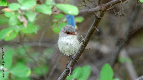 Female splendid fairy wren in slow motion Malurus splendens