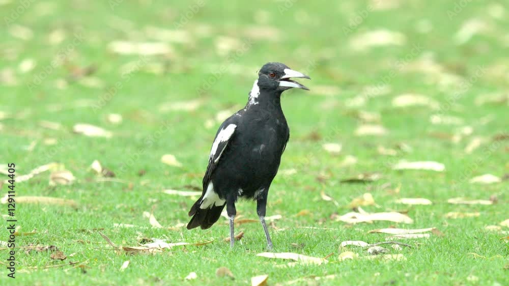 Australian magpie panting with its mouth open to cool down in the heat Australian magpie panting with its mouth open to cool down in the heat