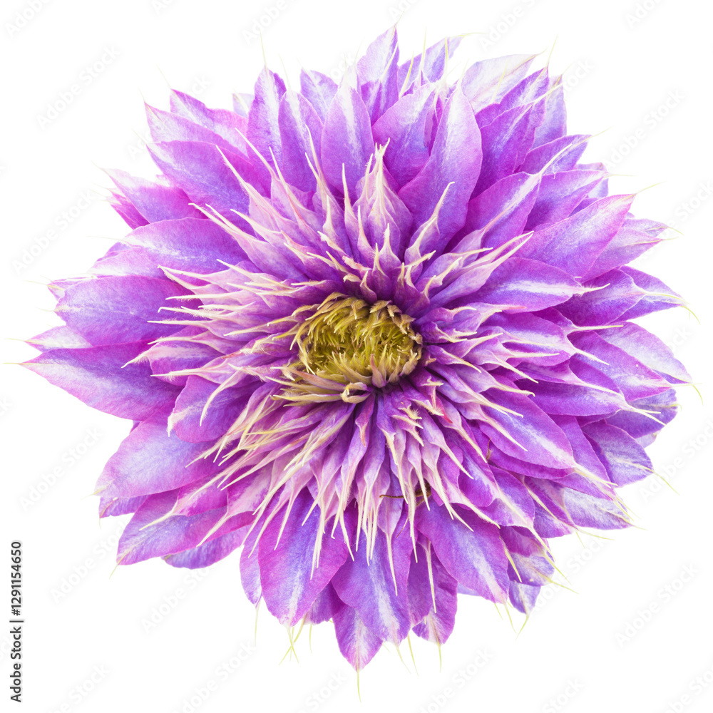purple clematis blossom isolated on white background purple clematis blossom isolated on white background