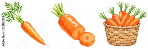 Carrot illustrations with basket and cut slices, watercolour style clipart collection, isolated on a transparent background