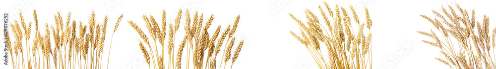 Beautiful golden wheat field with ripe cereal crop swaying in the autumn breeze showcasing the lush and bountiful harvest season in a rural countryside landscape Beautiful golden wheat field with ripe cereal crop swaying in the autumn breeze showcasing the lush and bountiful harvest season in a rural countryside landscape