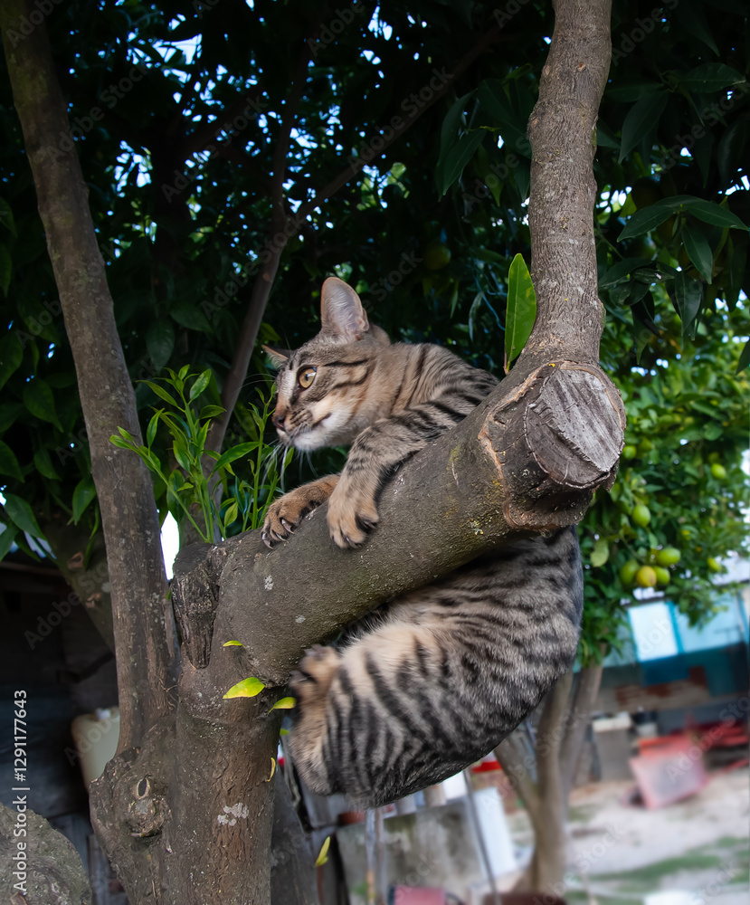 Fototapeta premium Um gato sobe a um galho de árvore