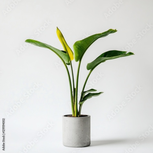 Wallpaper Mural Green Bird of Paradise plant in concrete pot Torontodigital.ca