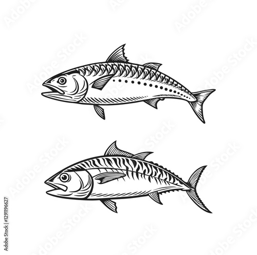 fish isolated on white background