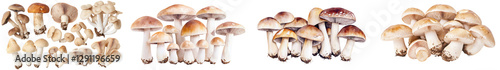 Various types of fresh organic edible mushrooms growing in a forest or woodland setting  Healthy nutrition and culinary ingredient for cooking and recipes