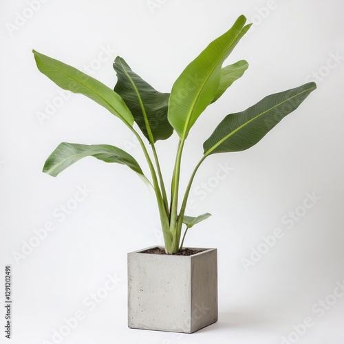 Green plant in modern gray concrete pot photo