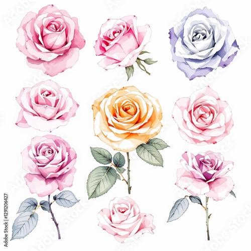 Roses isolated white background. Watercolor botanical illustration pink flowers, bud, green leaves. Rose branches