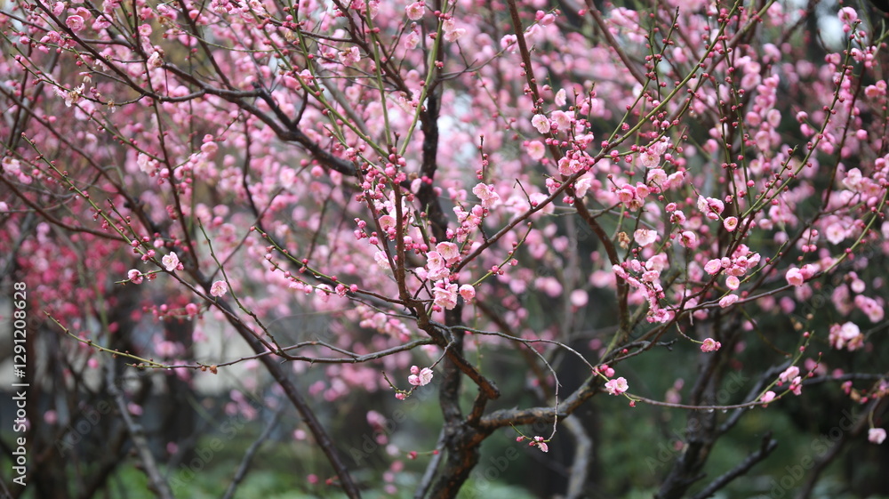 tree, spring, flower, blossom, pink, nature, bloom, cherry, flowers, branch, blooming, plant, garden, season, flora, leaf, magnolia, sakura, beauty, sky, petal, floral, blossoms, flowering, park tree, spring, flower, blossom, pink, nature, bloom, cherry, flowers, branch, blooming, plant, garden, season, flora, leaf, magnolia, sakura, beauty, sky, petal, floral, blossoms, flowering, park