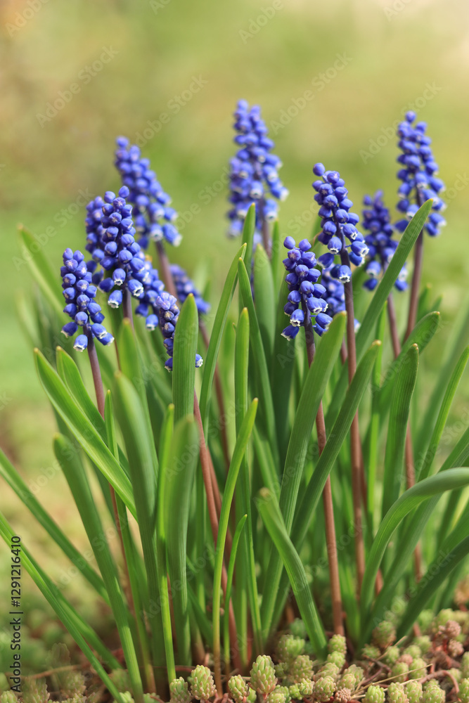 Fototapeta premium Spring muscari flowers with green leaves growing in the garden. Seasonal nature background with blue grape hyacinths