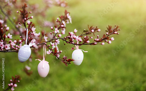 Colorful easter eggs on blooming branch of tree outdoor in park or garden. Spring green meadow on background