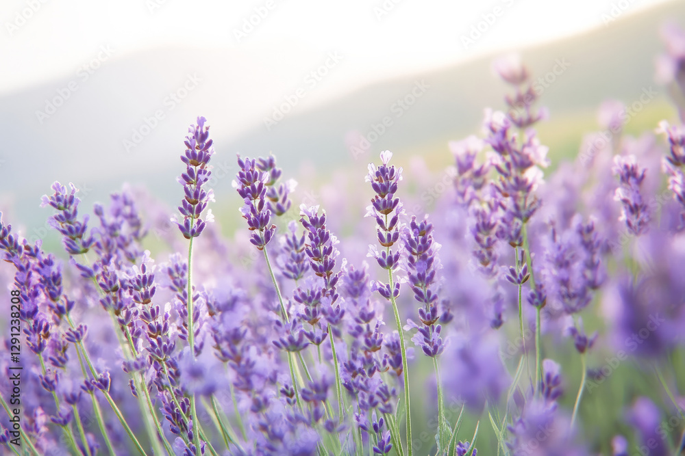 Naklejka premium Illustration of a field of lavender in full bloom, with the soft purple flowers stretching as far as the eye can see, and a calm breeze rustling through. The scene conveys peacefulness and the