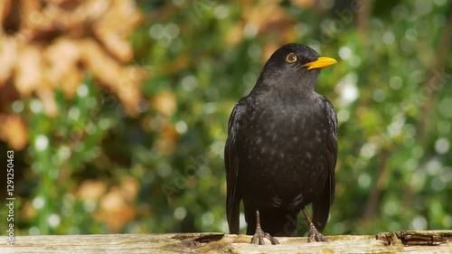 Blackbird vigilant and watching on a fence in winter.  Sunny