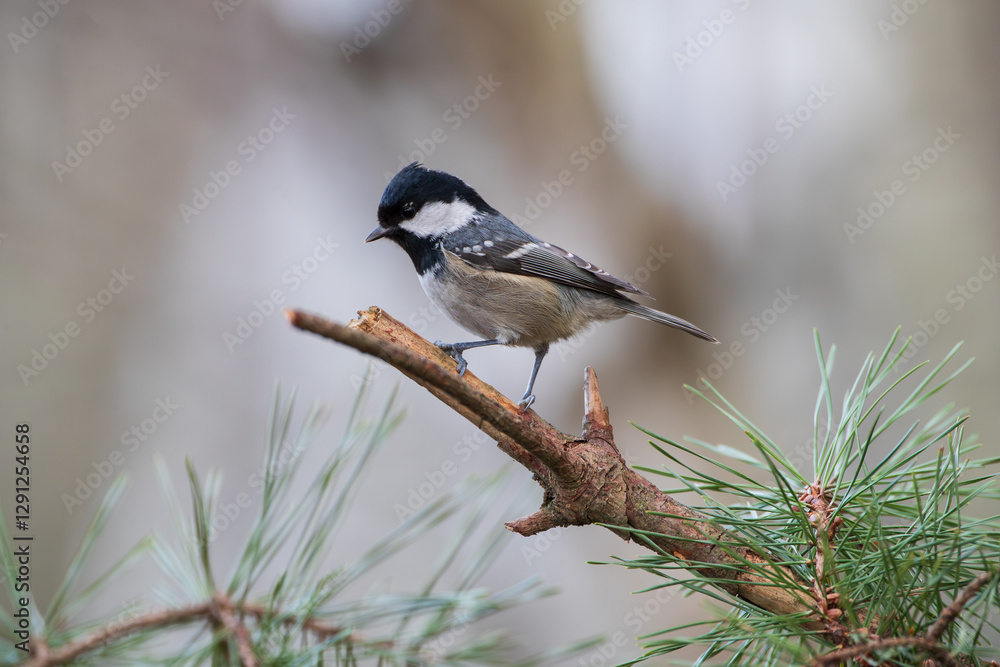 Obraz premium A pine tit on a broken pine twig