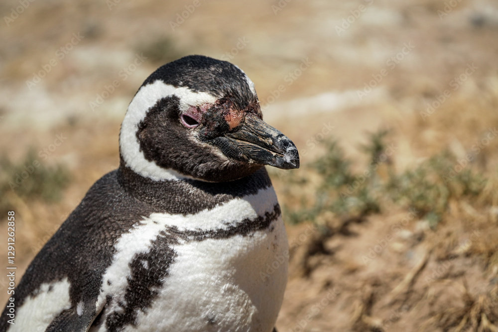 Fototapeta premium Close up portrait of Magellanic penguin. Background with copy space