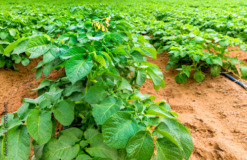 Close up of potato plants and one blossoming flower, seen as well pipe for sy...