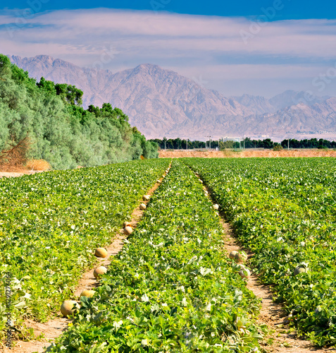 Field with ripening melon plants just to be ready for harvesting. The photo d...