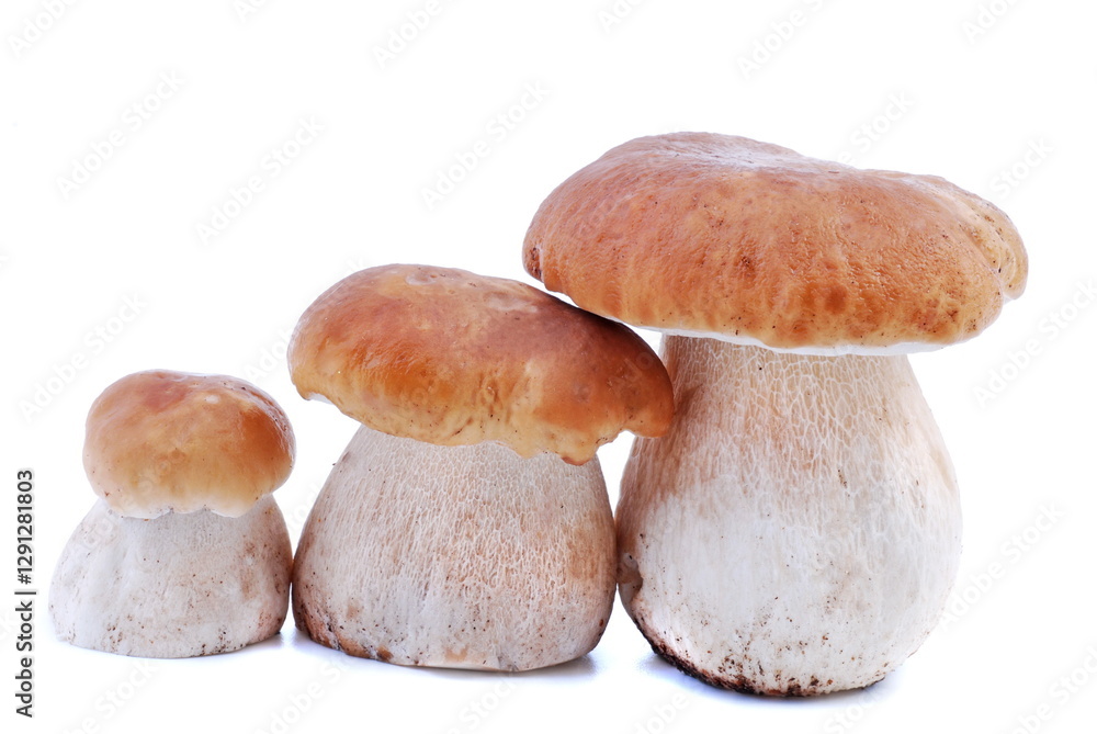 Mushrooms. Boletus edulis isolated on white background. Porcini. Mushrooms. Boletus edulis isolated on white background. Porcini.