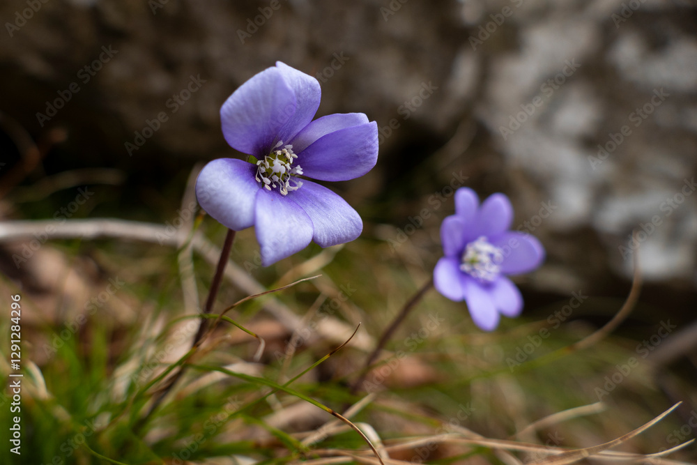 Blue hepatica in the forest in springtime Blue hepatica in the forest in springtime