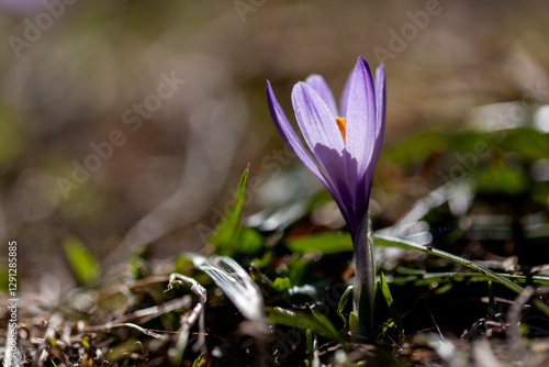 Crocus flowers on a meadow outside, springtime photo