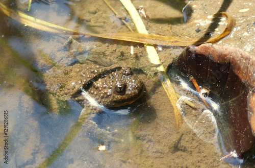 Portrait of a frog