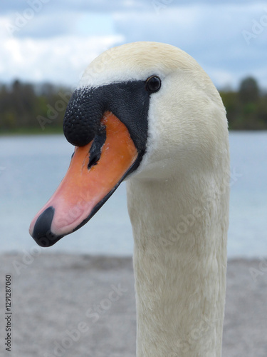 White swan at a lake