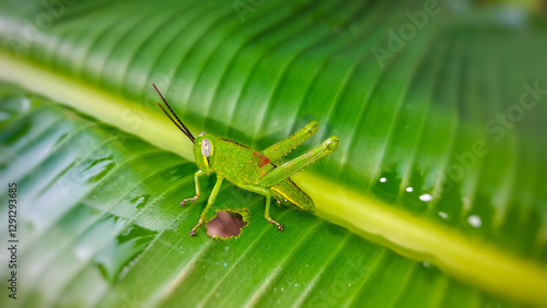 A grasshopper in a garden.